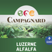 Semences Luzerne Alfalfa 2.5kg