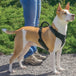 Harnais pour chien PetSafe EasySport - Large