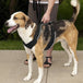 Harnais pour chien PetSafe EasySport - Moyen