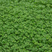 Semences de Micro-trèfle Pipolina 100g