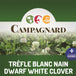 Semences Trèfle Blanc Huia 2.8kg