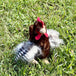 Peluche Poule brune 9po