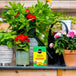 Engrais pour plantes 20-20-20 Miracle-Gro 680g