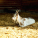 Paille hachée fine FarmStraw 3pi³