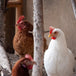 Poules pondeuses blanches | 13 mai | Saint-Félix-de-Valois