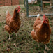 Poules pondeuses rouges | 3 septembre | Saint-André-d'Argenteuil