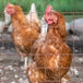 Poules pondeuses rouges | 7 juillet | Mirabel 2