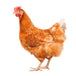 Poules pondeuses rouges | 3 septembre | Saint-Esprit