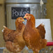 Poules pondeuses rouges | 7 juillet | Mirabel 4