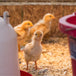 Poulettes à chair d'un jour | 29 juillet | Mirabel