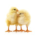 Poulettes à chair d'un jour | 3 septembre | Saint-André-D'Argenteuil