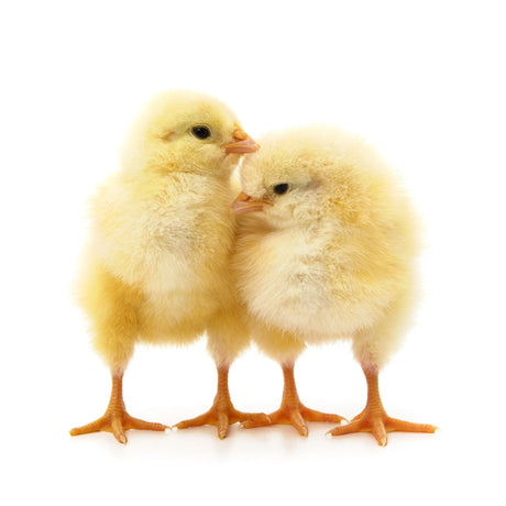 Poulettes à chair d'un jour | 29 juillet | Mirabel