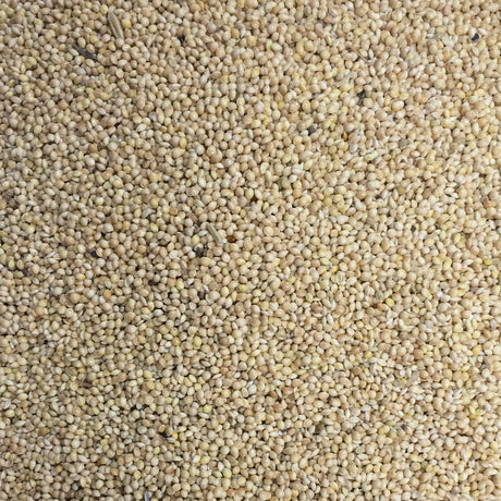 Millet Blanc 50lbs