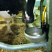 Abreuvoir Suevia en inox Mod. 1100 pour bovin