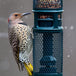 Mangeoire Squirrel Buster Nut Feeder pour Arachides