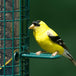 Mangeoire Squirrel Buster Finch pour Chardon