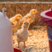 Poulettes à chair d'un jour | 29 juillet | Saint-André-D'Argenteuil