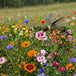 Semences de Fleurs sauvages - Mélange Colibri 150g